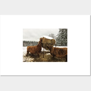 Scottish Highland Cattle Cows 2179 Posters and Art